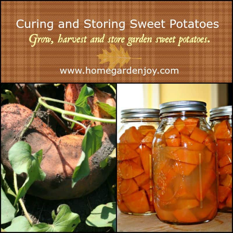 curing and storing sweet potatoes