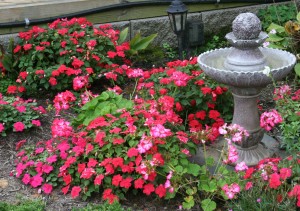 Closeup of the plants. You can see how the geranium and impatiens mingled.
