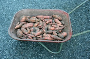 sweet potato harvest, 2014