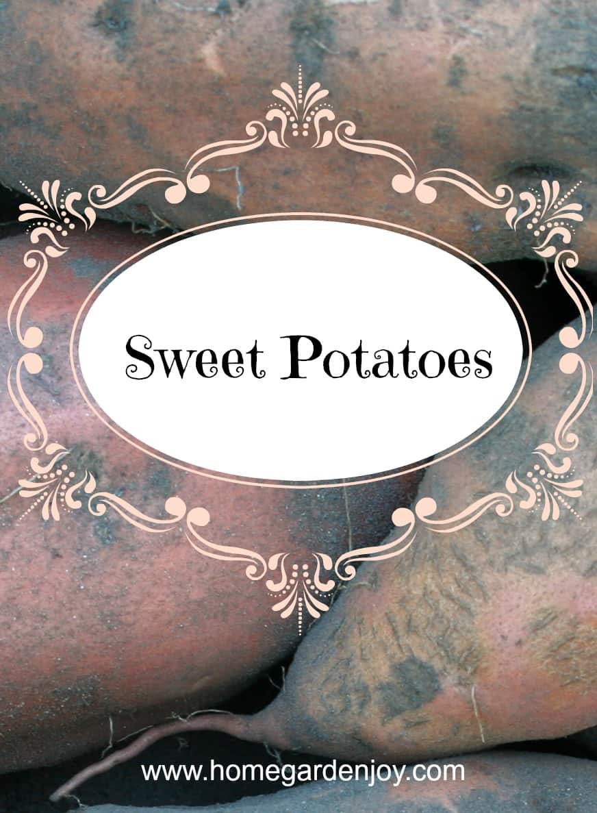 sweet potatoes blog