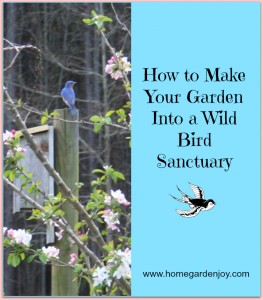 attract wild birds