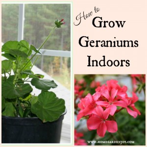 how to grow geraniums collage