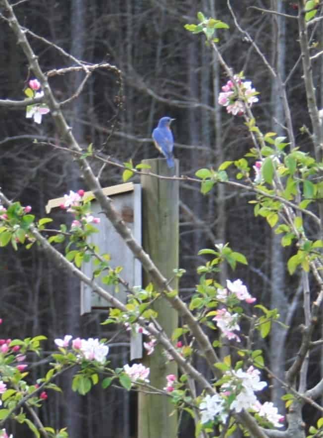bluebird on house