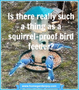 blue jays on a bird feeder