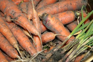 carrots