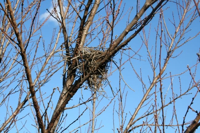 IMG_2012 bird nest