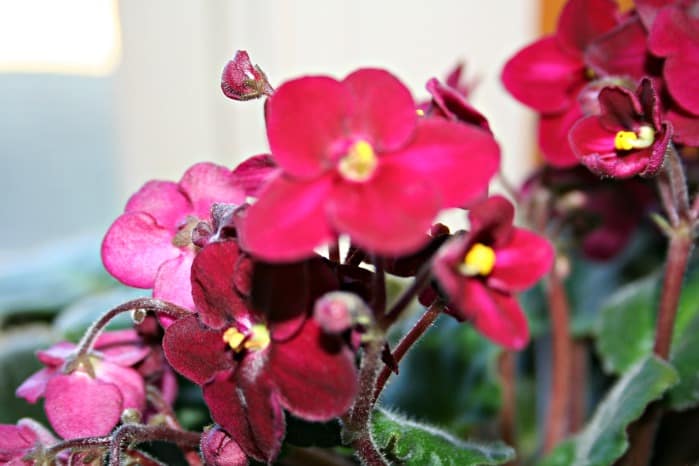 At least I don't kill all my African violets....