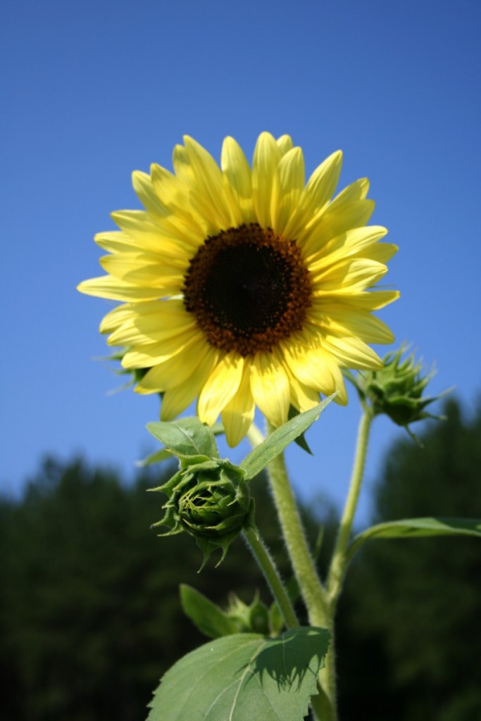 sunflower June 2014
