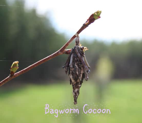 bagworm cocoon