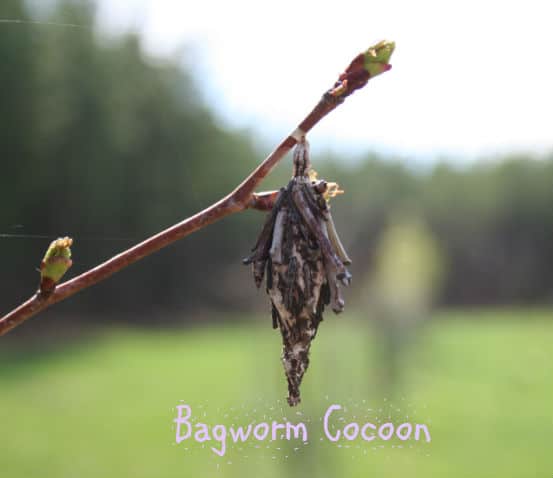 brown cocoon identification