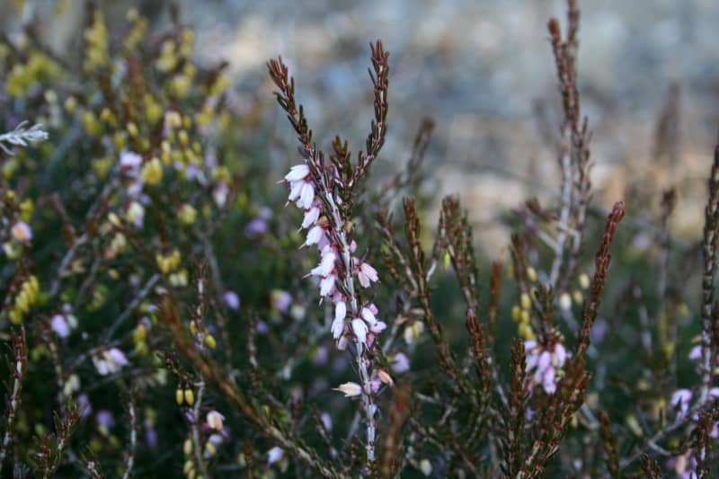 heather blooming in February