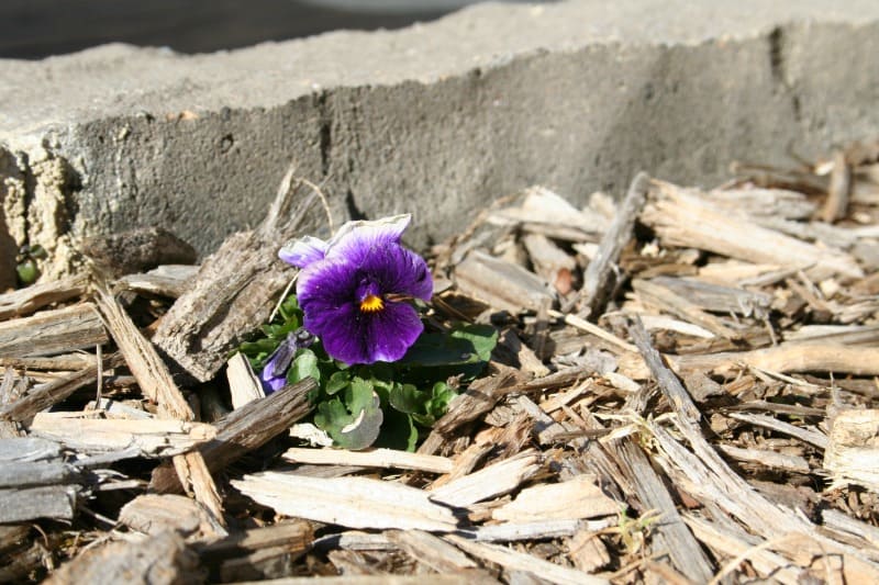 pansy blooming in february