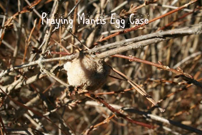 Identifying Good Bugs from Bad by Their Cocoons Home Garden Joy