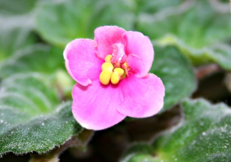 African violet pink February 2015
