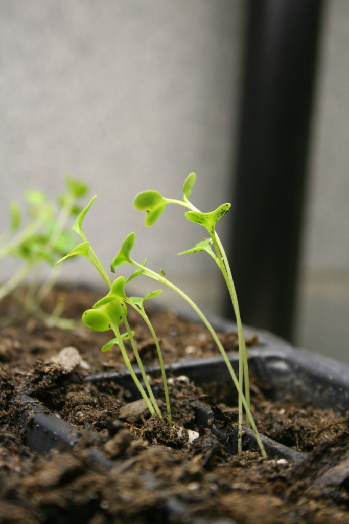 broccoli seedlings