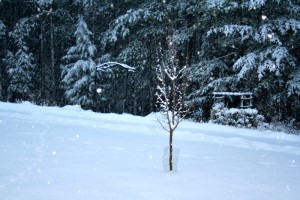 garden in the snow