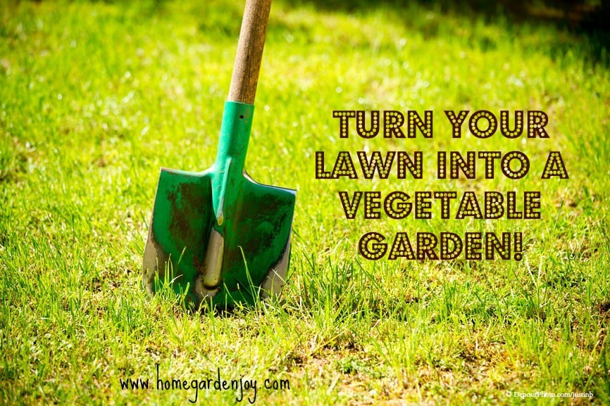 turn lawn into veg garden