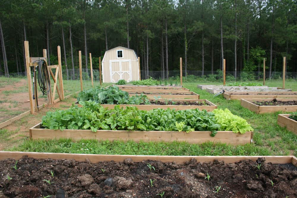 can-you-use-pressure-treated-wood-in-a-vegetable-garden-home-garden-joy