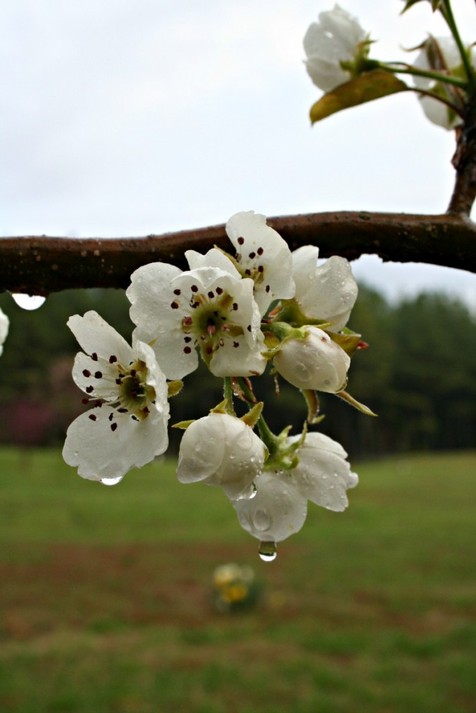 pear tree blossom
