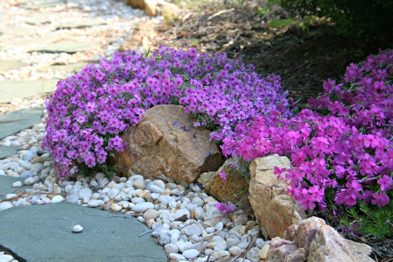 Phlox grows really well in my garden. I like how it spills over the edging onto the pathway.