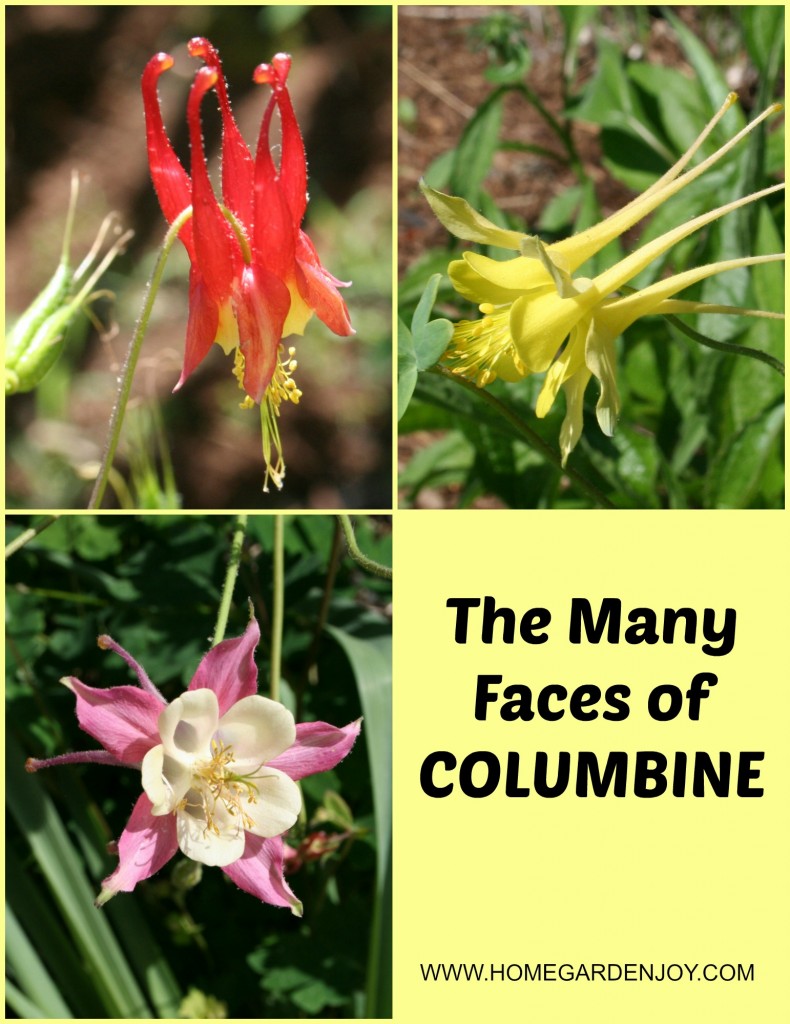 COLUMBINE COLLAGE