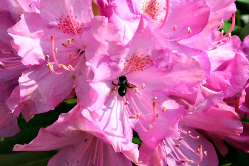 Solitary Ground Bee, Pollinating Insects - Home Garden Joy