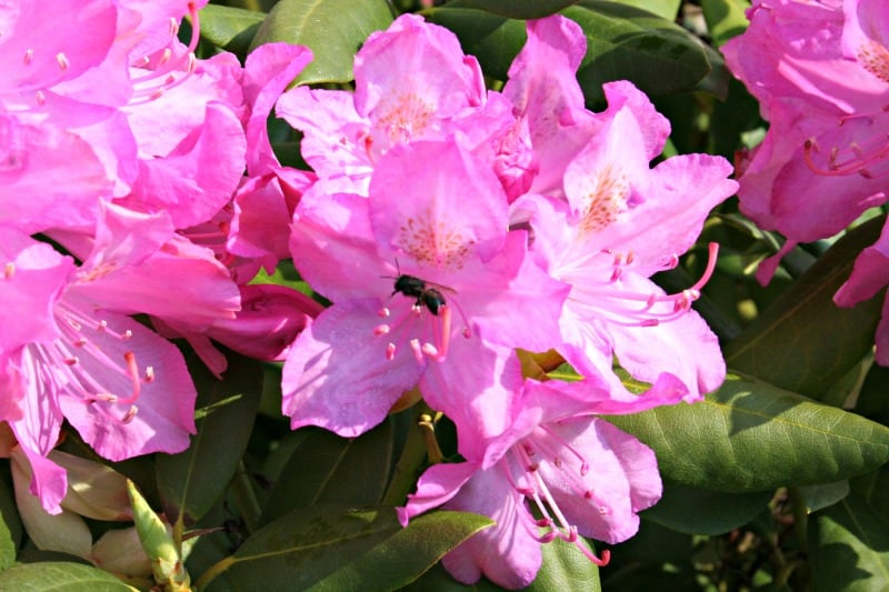 ground bee on rhododendron 2