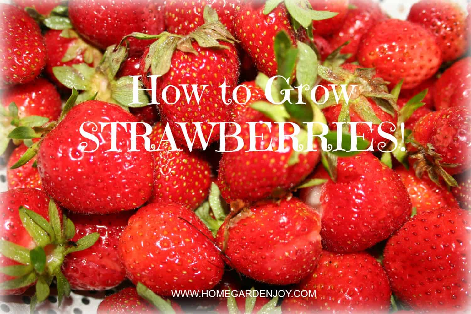 How to Grow Strawberries Home Garden Joy