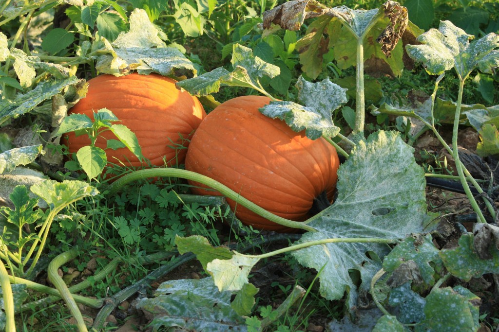 Pumpkins, Licensed from Morguefile/Tailisin