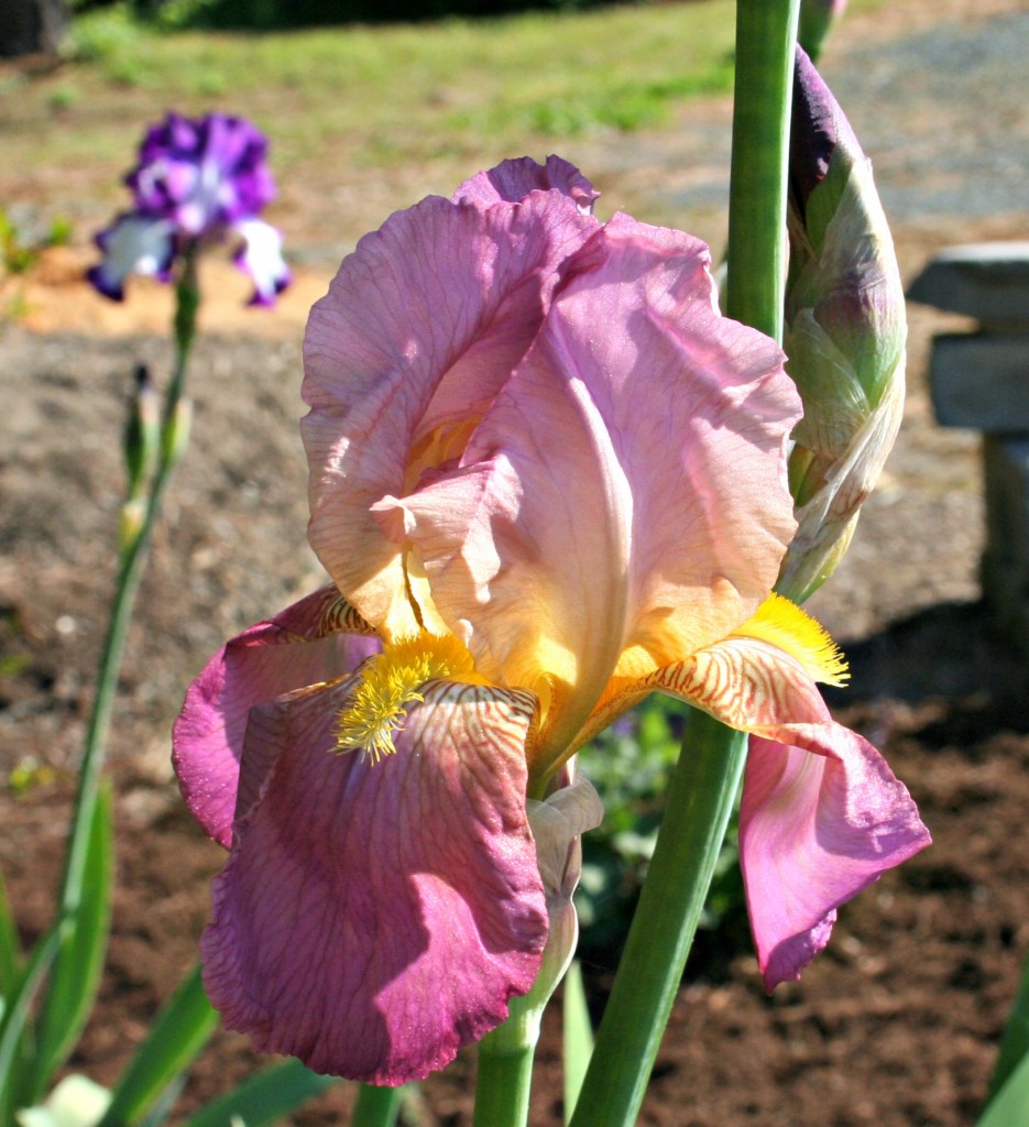 rainbow iris