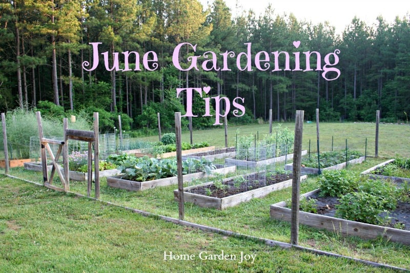 June gardening tips