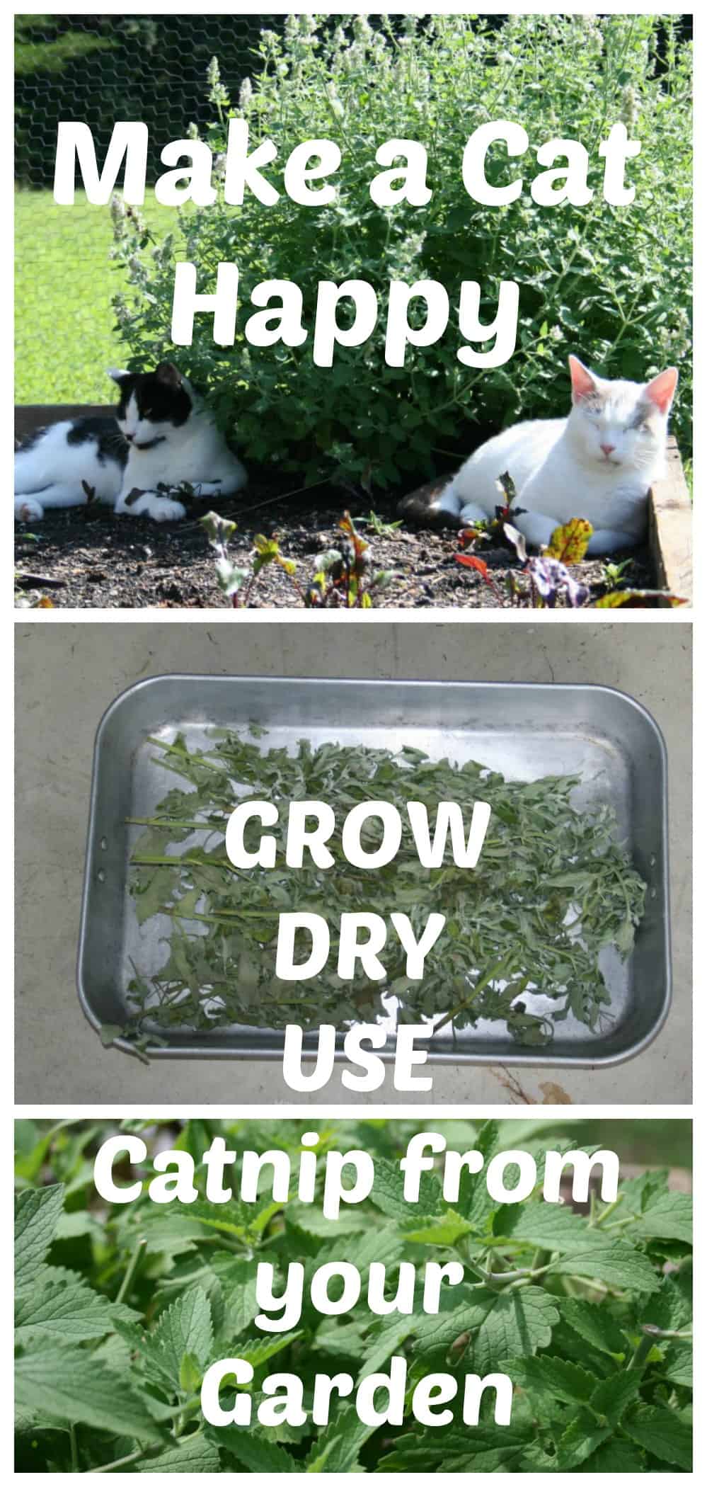 If you have cats, I definitely recommend growing your own catnip! :  r/gardening