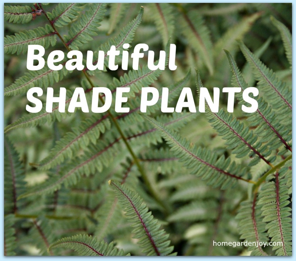 shade plants
