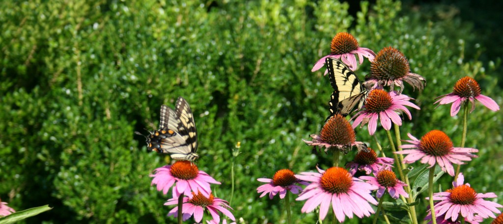 FB cover butterflies