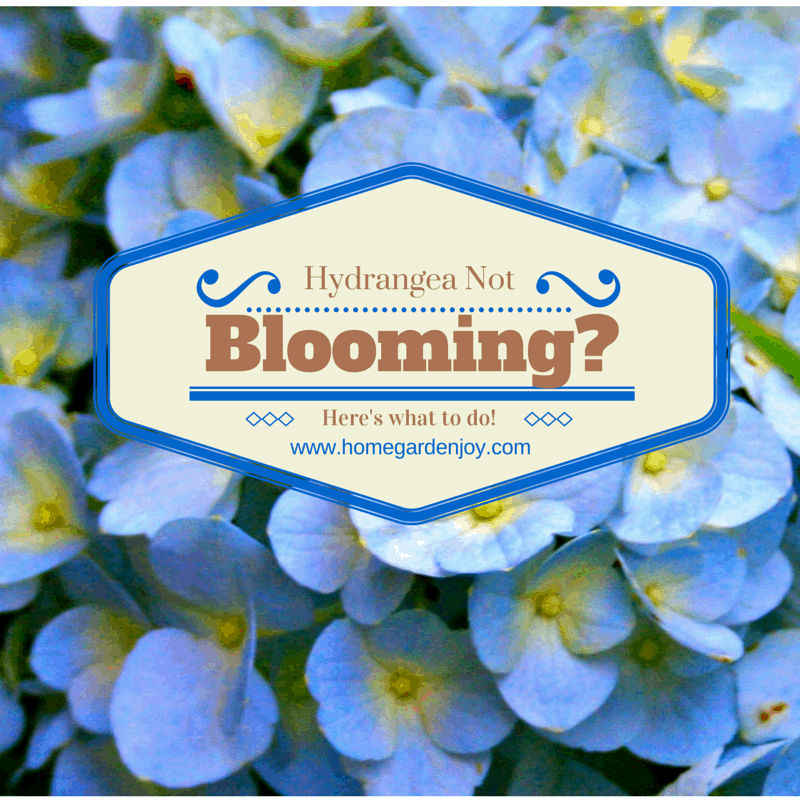 Hydrangea Not Blooming