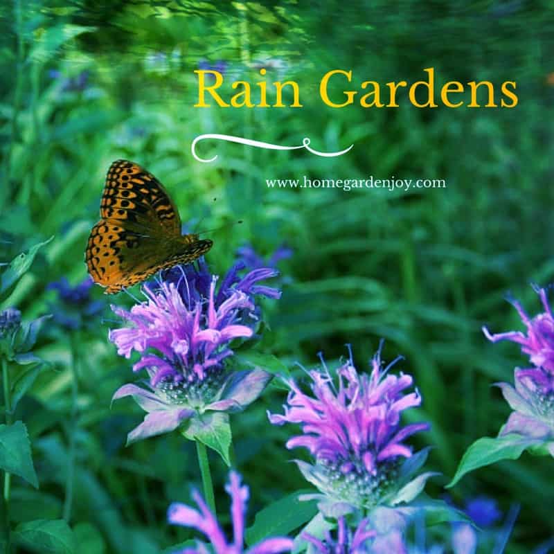 http://homegardenjoy.com/site/wp-content/uploads/2015/07/Rain-Gardens-3.jpg