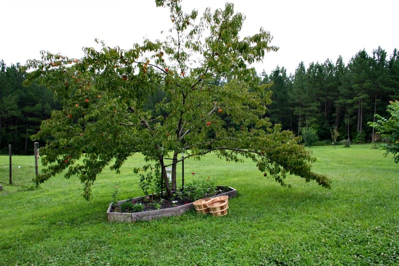 Contender Peach Trees for Sale at Arbor Day's Online Tree Nursery