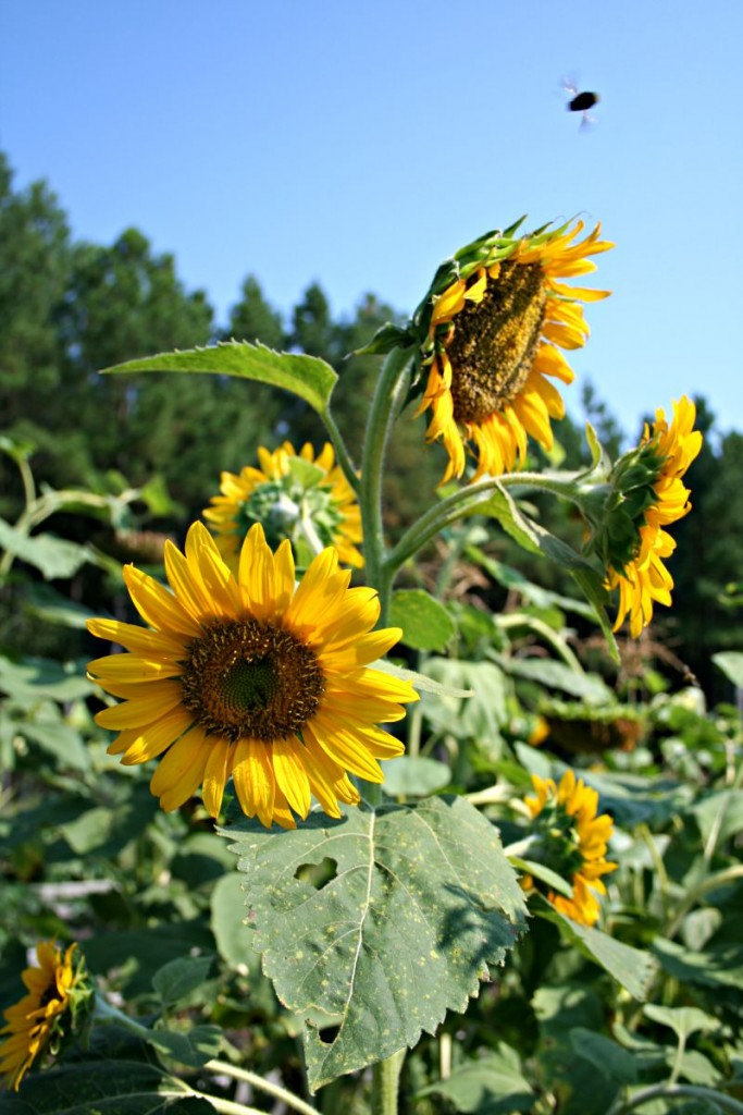 sunflowers and bee