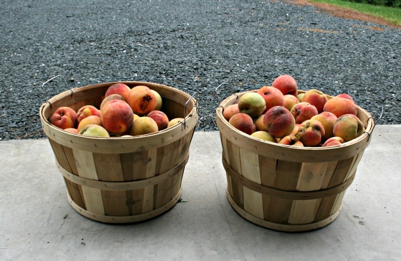 two bushels of peaches
