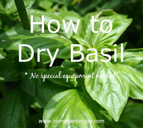 how to dry basil