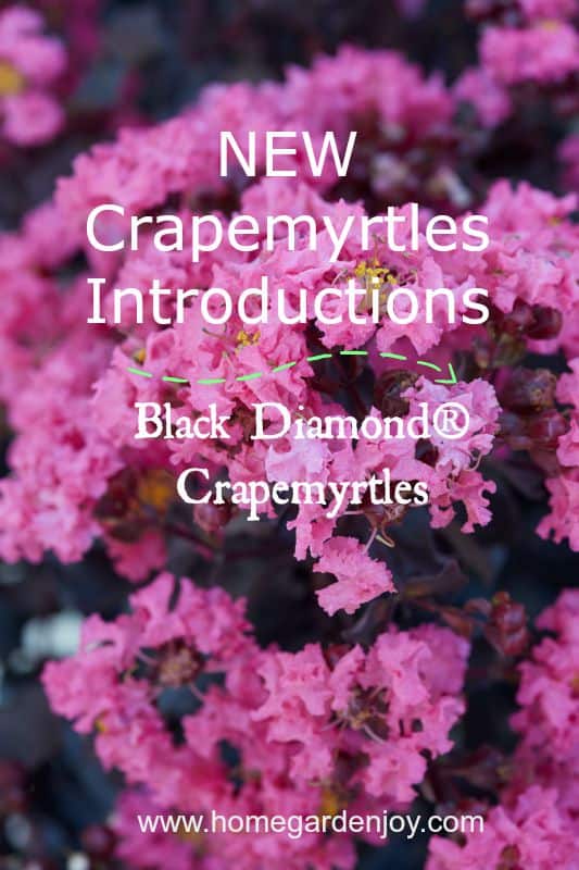 new crapemyrtle introductions