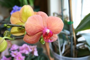 Orchid