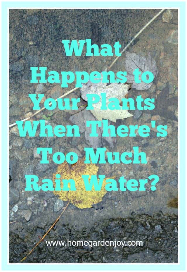 rain water