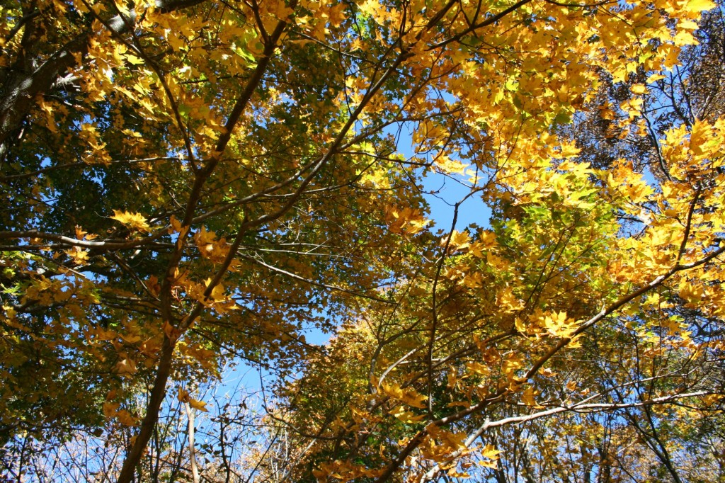 IMG_4748 Appalachian trail trees