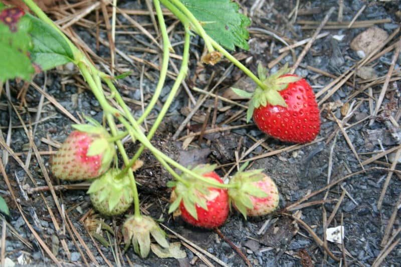 Mulching Strawberry Plants with Straw for Winter