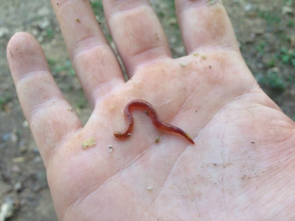 Live Red Wiggler WORMS, Bed Run, Red Wiggler Compost Worms, Red Wigglers