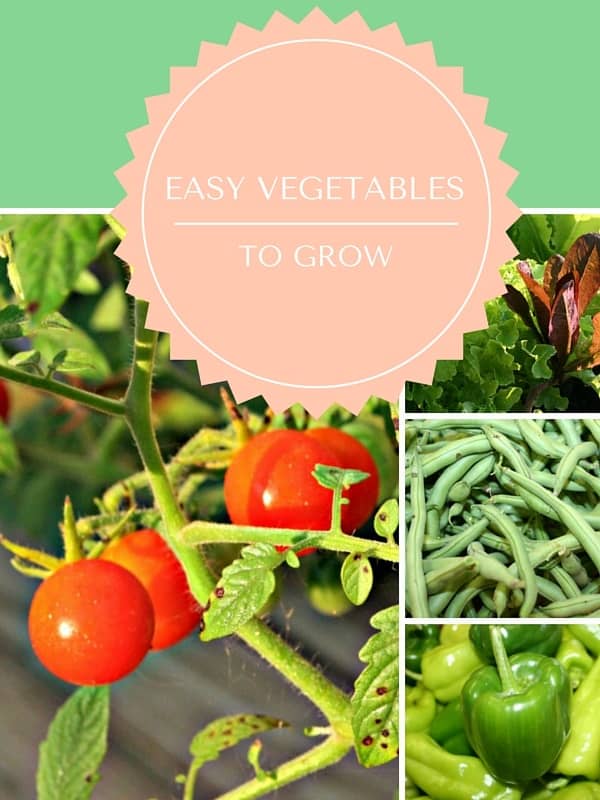 Four Easy Vegetables to Grow Home Garden Joy