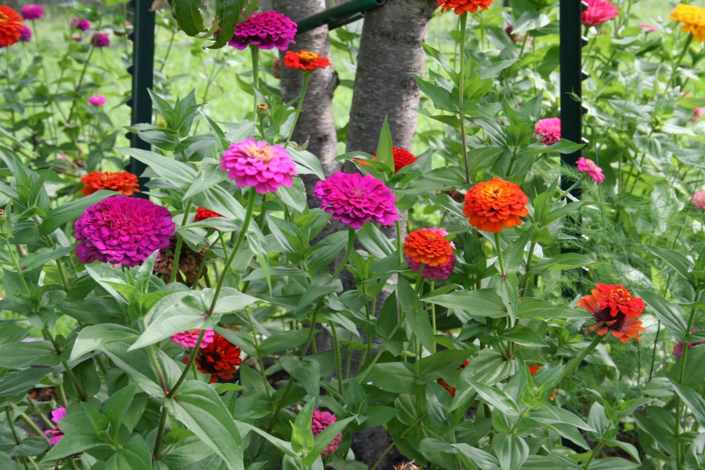 zinnias august 2015 carpet bedding