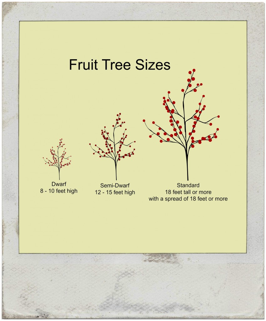 Fruit Tree sizes