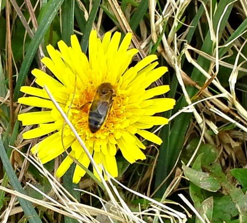 spring dandelion with bee